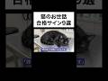 猫を大切にする最高な飼い主の特徴9選を獣医師が解説します