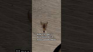 How to get scorpions in your shorts