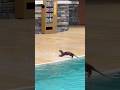 This Otter's Surprise Reaction Broke the Internet! 🦦😱 #shorts #viral #otter