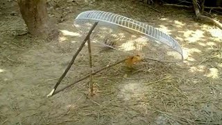 Bird Trapping Gone Wrong | Bird Trap Failure | Bird Trap In Action