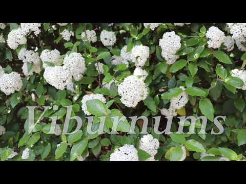 Video: Viburnumi pinnakatted – tutvuge levivate viburnumi taimede kohta