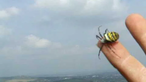 george the spyder.AVI