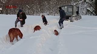 Yoğun Karda Yaban Hayvanları Unutulmadı