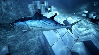 Fish Environment Shots
