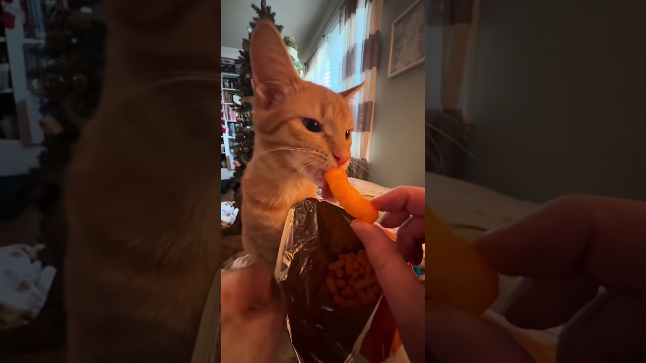 Brave cats are not afraid of dogs 