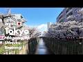 東京 花見 vlog|目黒川・新宿御苑の桜&リッツカールトン・カフェ散歩 春の東京ライフ 4K