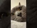 #cat #cute #prrrr #purring