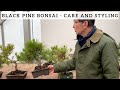 Black Pine Bonsai - Care and Styling