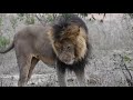 Orpen Male mating with Mbiri Lioness