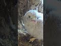 As kestrel chicks grow, some mealtimes can become a free for all