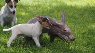 This Baby Aardvark Thinks She’s A Completely Different Animal – And Plays Like Part Of The Pack Too! YouTube Videos