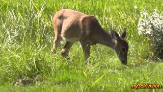 Deer Doe &amp; Baby ( in HD ) September 2013