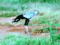 Secretary Bird Stomps On Snake!