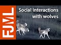 DOGS vs WOLVES : social interactions - CanOvis night monitoring - IPRA - #8.2