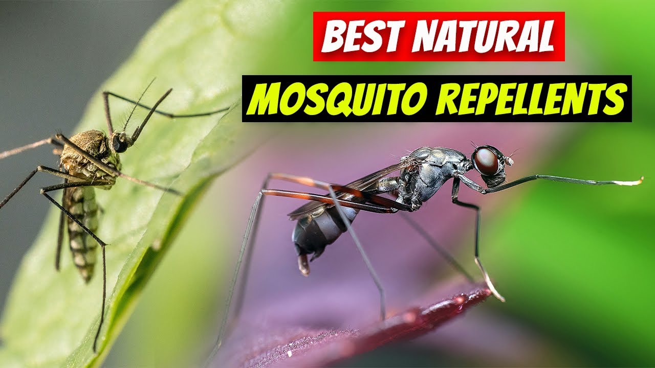 Best Natural Mosquito Repellents Revealed?Mosquito Repellents YouTube