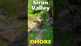 Dhore Siran Valley 😍 | Hidden Paradise in Mansehra Pakistan 🇵🇰
