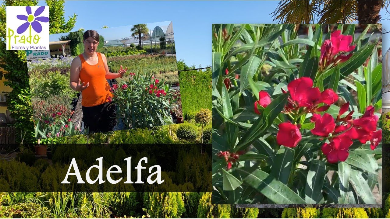 Viveros Prado - adelfas