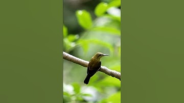 Mikat sogon #shorts #sogon #pemikat #birds #burung #nature #birdsounds