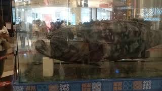 Suasana Natal Mall Central Park 2020 screenshot 4