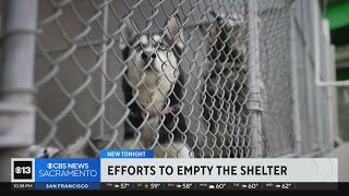 Sacramento animal shelter offers free adoptions after being flooded with dogs due to storms