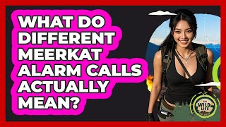What Do Different Meerkat Alarm Calls Actually Mean? - The Wild Life Explorer