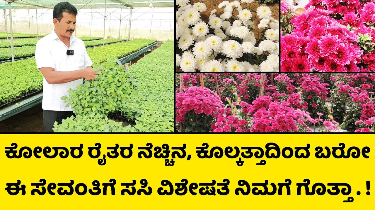 ಕೊಲ್ಕತ್ತಾ ದಿಂದ ಬರೋ ಈ ಹೂವಿನ ಗಿಡದ ವಿಶೇಷತೆ ನೀವು ತಿಳೀಲೇಬೇಕು | Flower plants nursery | sent Yellow |