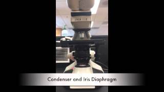 BIOL 215 Microscope Video