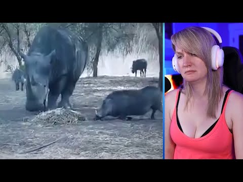 15 Moments When Animals Messed With The Wrong Warthog Part 2 | Pets House