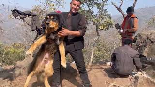 “SHERA” , “RIKKU” , “ROCKY”, “JIMMY” , “BIJLEE” , “BUGLU”  - 6 Gaddi Dogs Ek Dere Mai by Pankaj Parihar Uttarakhandi 82,465 views 3 months ago 29 minutes