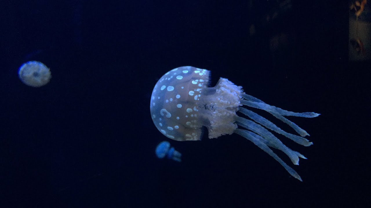 Children's Aquarium at Fair Park - Bonus Video