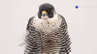 Swirling Skies: Papua New Guinea’s Majestic Raptors and Birds of Prey #cuteanimal #animalsasia