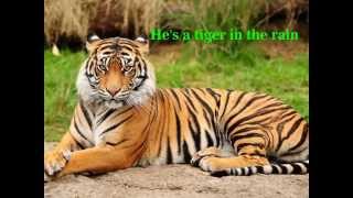 Tiger In The Rain - in lyrics  -  Michael Franks chords