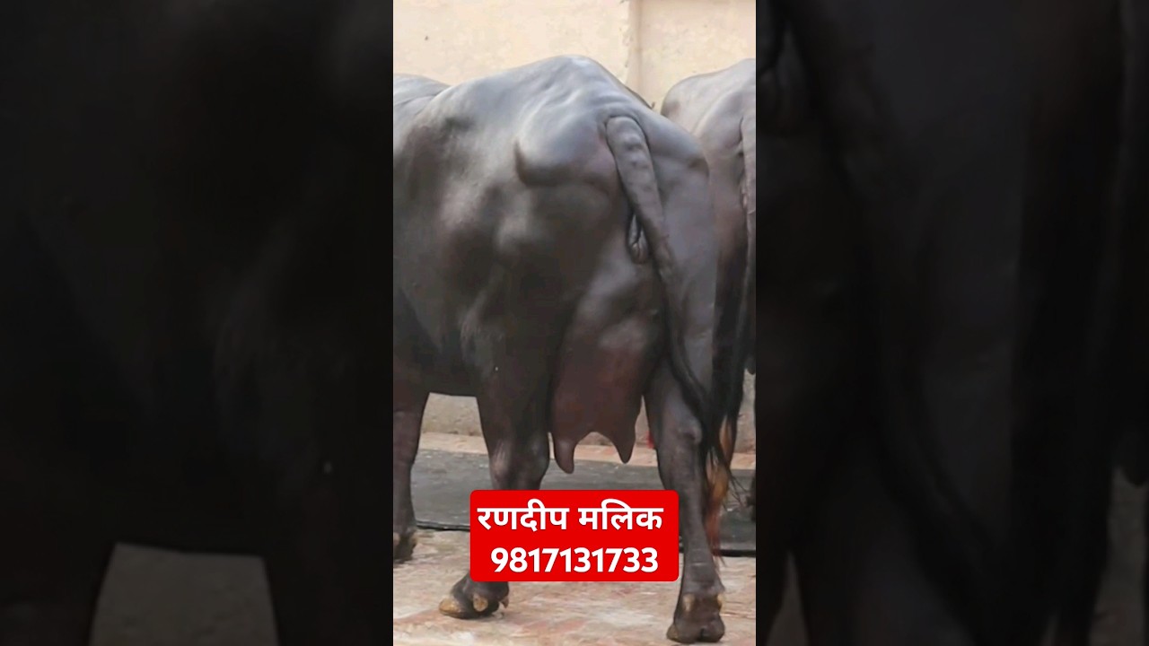 20 किलो दूध की झोटी with Top Quality at Randeep Malik Dairy Farm (9817131733)