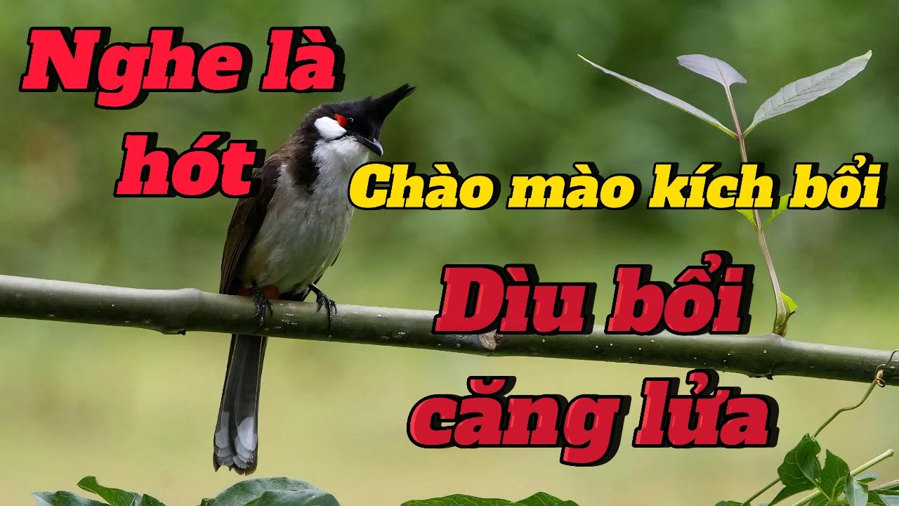 chào mào hót kích bổi | dìu chim bổi hót | kích chim nhanh căng lửa