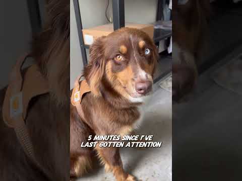 Lil Scrappy “Da Australian Shepherd” #puppy #australianshepherd #dog #pets #dogbreed #dogshorts