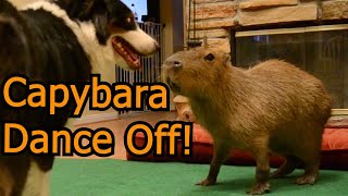 Capybara Dance Off!