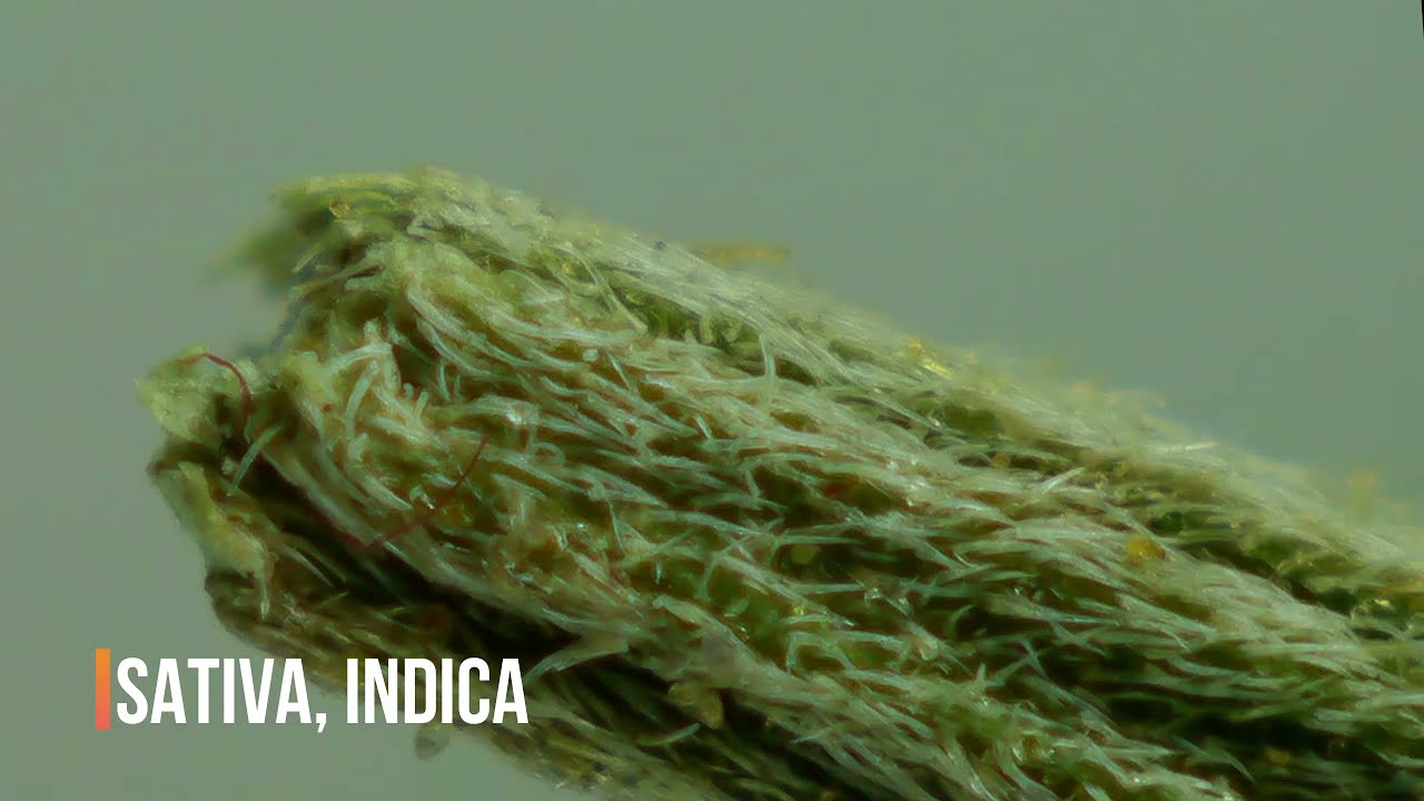 What happens if u Consume 1 gr Weed