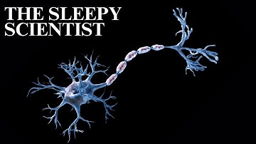 The Sleepy Scientist | The Quiet Nervous System