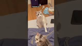 Funniest cat video???