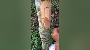 Kỉ thuật ghép cải tạo sầu riêng