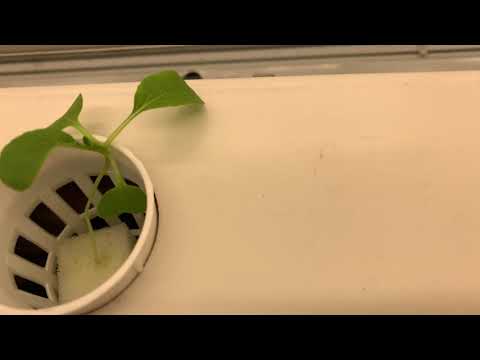 Hydroponics | Urban Farming