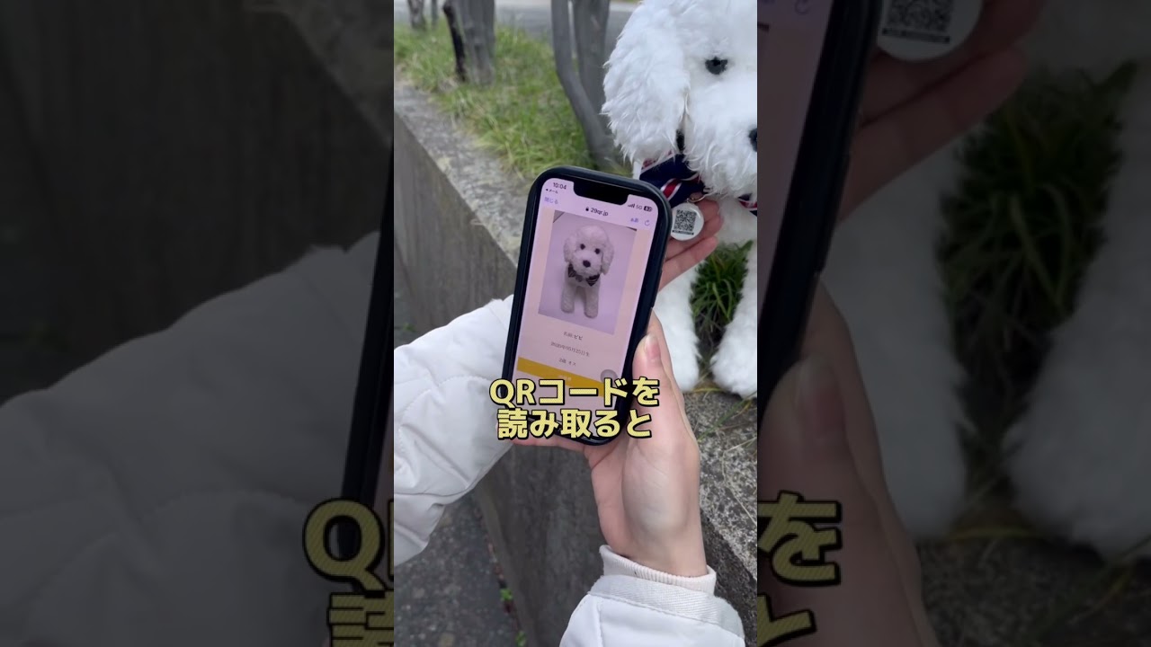 わんちゃんやねこちゃんに迷子札って付けていますか？突然の災害に