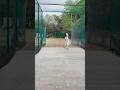 BATTING TECHNIQUE✅🏏👍#batsman #cricket #technique #coverdrive #ondrive #shorts #trending #viral #yt