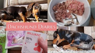 RAW FOOD DIET | What is it like? | Is it easy? | Plus other treats we feed our dapple dachshunds.
