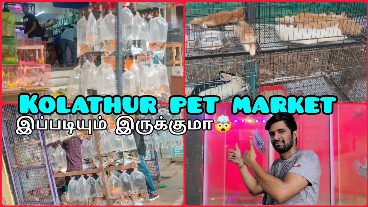 Kolathur fish market in Tamil 😳Chennai pet market 🐶Fish farm in Chennai