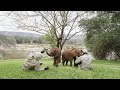 Miracles Made Possible by Adopting an Orphan | Sheldrick Trust