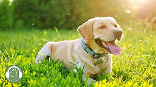 Healing music for dogs  Relaxing Music, Stress Relief Music, Dog's Favorite Music.