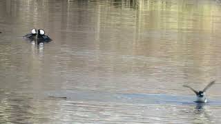 Listen to this Funny noise - from hooded merganser males this Friday 25 Feb 2022 #birds #ducks