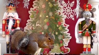 Squirrels Perform Russian Dance From Nutcracker Suite