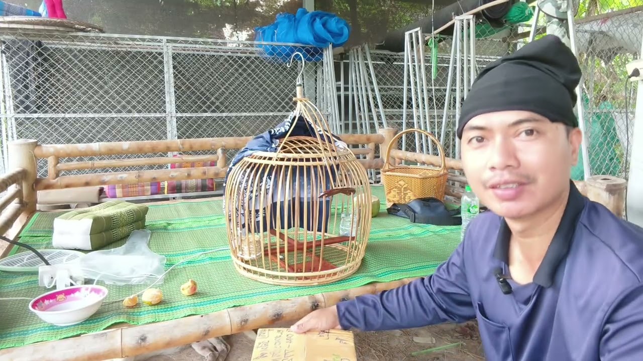 มารับนกเขาใหญ่สามกุ๊กเต็มครับจากอาจารย์หนุ่มพรานชัยนครพนม